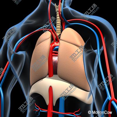 images/goods_img/2021040163/Human Respiratory System/4.jpg